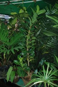 Plant show 2012 (140).JPG
